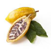 Cocoabean, Theobroma cacao.