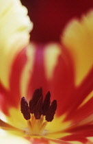 Tulip, Tulipa.