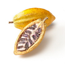 Cocoabean, Theobroma cacao.