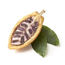 Cocoabean, Theobroma cacao.