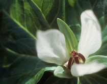 Trillium, Trillium.