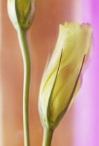 Lisianthus, Eustoma.