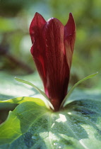 Trillium, Trillium.