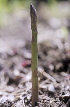 Asparagus, Asparagus officinalis.