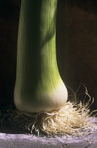 Leek, Allium ampeloprasum.