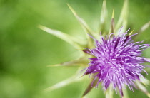 Milk Thistle, Blessed Mary thistle, Silybum marianum.