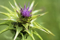 Milk Thistle, Blessed Mary thistle, Silybum marianum.