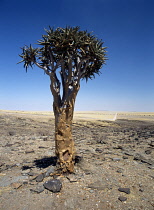 Quiver tree, Aloe dichotoma.