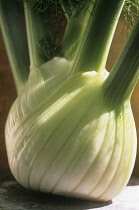 Fennel bulb, Florence fennel, Foeniculum vulgare.