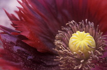 Poppy, Oriental poppy, Papaver orientale.