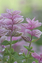 Sage, Clary sage, Salvia viridis 'Pink Sunday.