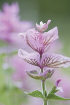 Sage, Clary sage, Salvia viridis 'Pink Sunday.