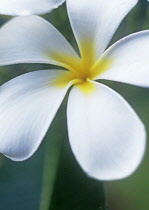 Frangipani, West Indian Jasmine, Monoi, Plumeria Alba.