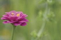 Zinnia.