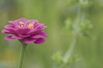 Zinnia.