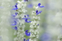 Sage, Salvia farinacea 'Strata'.