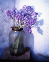 Bluebell, Hyacinthoides.