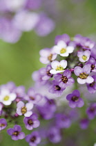 Alyssum, Lobularia maritima 'Royal Carpet'.