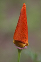 Poppy, Californian poppy, Eschscholzia californica.