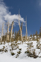 Pine, Lodgepole pine, Pinus contorta latifolia.