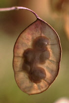 Honesty, Lunaria annua.