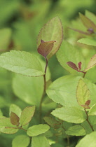 Spiraea, Spiraea japonica 'Golden Sunrise'.