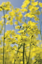 Oilseedrape, Brassica napus oleifera.