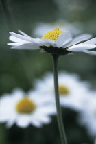 Daisy, Lawn daisy, Bellis perennis.