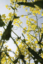 Oilseedrape, Brassica napus oleifera.