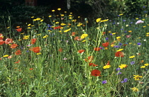 Meadow.