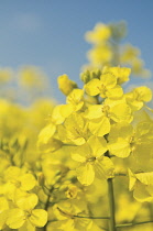 Oilseedrape, Brassica napus oleifera.