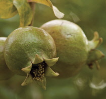 Pomegranate, Punica.