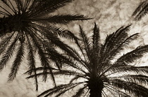 Palm, Date palm, Phoenix.