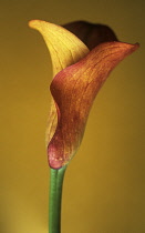 Lily, Arum lily, Calla lily, Zantedeschia.