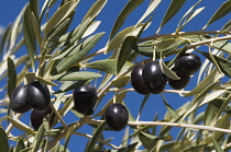 Olive, Olea europea.
