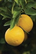 Orange, Citrus sinensis.