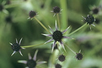 Sea Holly, Eryngium.