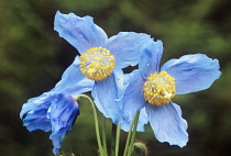 Poppy, Meconopsis x sheldonii.