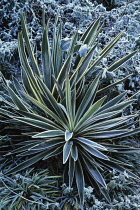 Yucca, Yucca gloriosa variegata.
