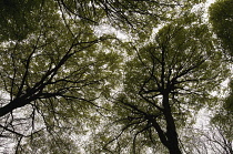 Beech, Fagus sylvatica.