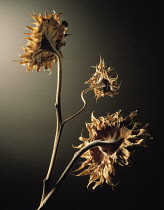 Sunflower, Helianthus annuus.