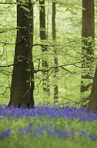 Bluebell Wood, Hyacinthoides non-scripta.