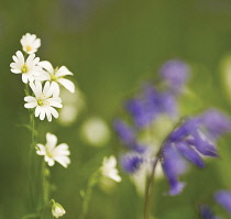 Stitchwort, Stellaria holostea.