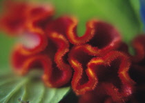 Cock's Comb, Celosia argentea.