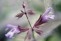 Sage, Salvia officinalis.