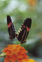 Lantana, Lantana camara.