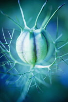 Love-in-a-mist, Nigella damascena-.