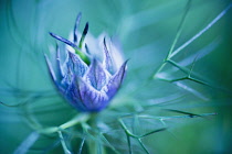 Love-in-a-mist, Nigella damascena-.