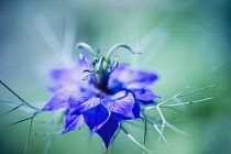 Love-in-a-mist, Nigella damascena-.