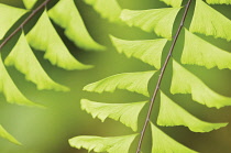 Maidenhairfern, Adiantum pedatum.